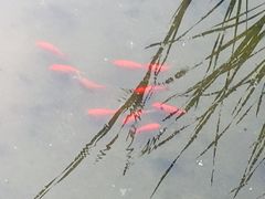 -丰台花园