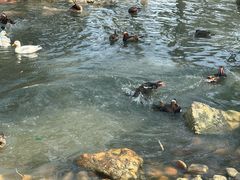 -西霞口神雕山野生动物世界