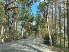 -上海海湾国家森林公园