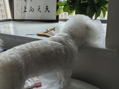 -心仪动物医院·牙专科·肿瘤·心脏科(西客站院)