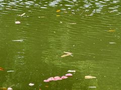 -晓港公园
