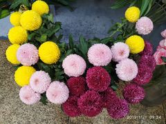 -重庆市江北嘴中央商务区中央公园