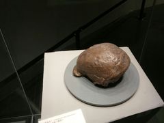-北京周口店北京人遗址博物馆