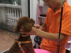 -翊宠yipet猫狗购宠庄园犬舍•猫舍