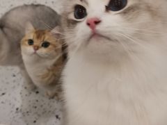 -猫域·湾主题猫咖·宠物吧(南坪城市广场店)