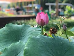 -荷塘月色湿地公园·向阳花洲