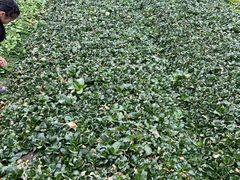 -小鱼草莓采摘园农家乐·小鱼餐厅