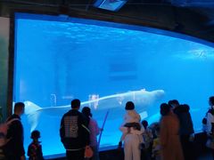 -海合安成都极地海洋公园