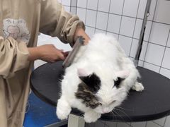 -瑞派康怡24h宠物医院·犬猫医疗中心·微创绝育(瑞景分院)