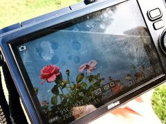 -荷兰花海