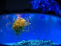 -合肥海洋世界