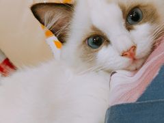 -Bastet sally猫舍购宠(静安店)