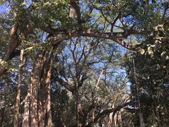 -瑞丽独树成林风景区