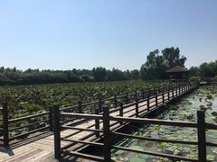 -大湾区中央湿地公园
