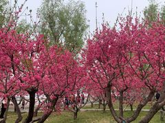 -莲花池公园