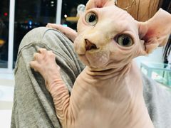 -飞行喵MR PILOT|猫舍·猫咖(静安大融城店)