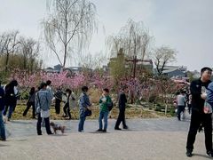 -茯茶镇