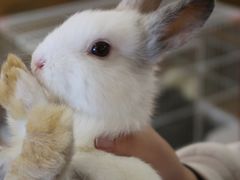 -猫猫幼稚园·撸猫·桌游·电玩