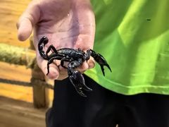 -上海大自然野生昆虫馆(东方明珠·爬宠昆虫探索中心)