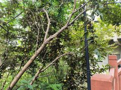 -大渡口区义渡公园