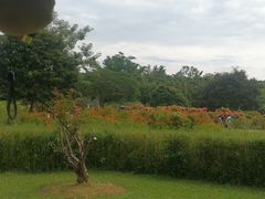 -中国科学院西双版纳热带植物园