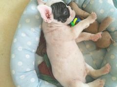 -翊宠yipet猫狗购宠庄园犬舍•猫舍