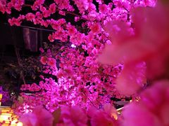 -今朝桃花醉川菜小酒馆(龙湖天街店)
