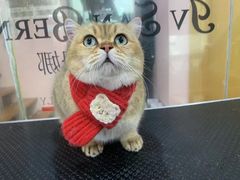 -车接车送·寄养洗护·德文猫舍(大宁店)