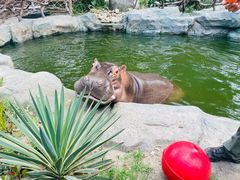 -上海野生动物园老虎餐厅