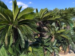 -龙大花卉苗木市场