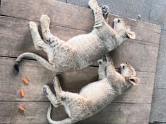 -秦皇岛野生动物园
