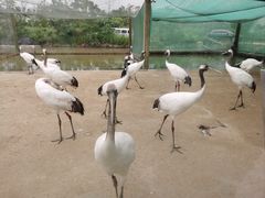 -盐城丹顶鹤湿地生态旅游区