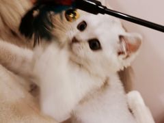 -猫咪派对(江南西店)