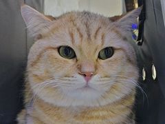 -小猫来了·猫舍(红山六九七九店)