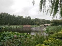 -白洋淀景区