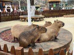 -大连森林动物园