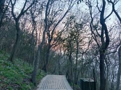 -紫金山山顶公园