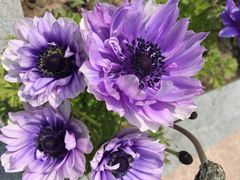 上海鲜花港-上海鲜花港