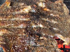 -北京龙庆四季香农家饭庄·灶台鱼·碳烤虹鳟鱼(龙庆峡店)