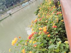 -成都市活水公园