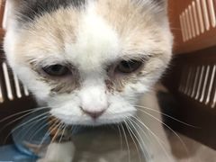 -伟伟宠物医院·CT影像中心·瑞派犬猫综合性门诊(汉口总院)