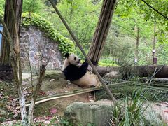 -都江堰中华大熊猫苑