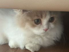 -lincat·猫舍(广州店)