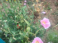 -北戴河圣蓝海洋公园