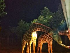 -清迈夜间动物园
