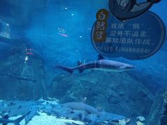 -烟台海昌鲸鲨海洋公园