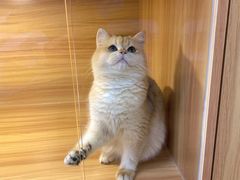-猫十亿·布偶金渐层·曼基康矮脚猫舍(青年路店)