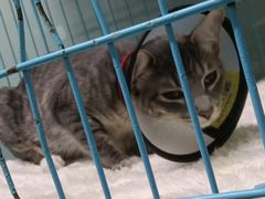 -瑞派旺宝宠物医院·犬猫全科综合·尿道专科(莲兴院)