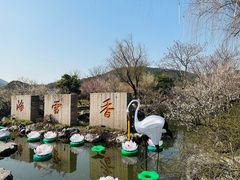 -香雪海