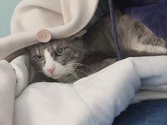 -佳怡动物医院·平价24小时·猫专科骨外科